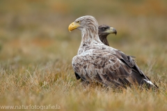 151 Seeadler - Haliaeetus albicilla