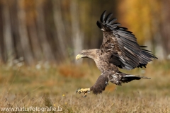 152 Seeadler - Haliaeetus albicilla