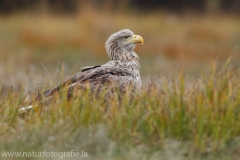 153 Seeadler - Haliaeetus albicilla