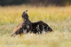 93 Seeadler - Haliaeetus albicilla