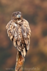 94 Seeadler - Haliaeetus albicilla