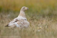 213 Seeadler - Haliaeetus albicilla