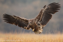 214 Seeadler - Haliaeetus albicilla