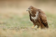 506 Mäusebussard - Buteo buteo