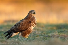 505 Mäusebussard - Buteo buteo