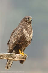 507 Mäusebussard - Buteo buteo