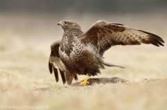 508 Mäusebussard - Buteo buteo