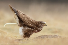 509 Mäusebussard - Buteo buteo