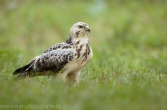 412 Mäusebussard - Buteo buteo