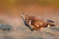 421 Mäusebussard - Buteo buteo