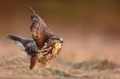 422 Mäusebussard - Buteo buteo