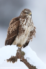 423 Mäusebussard - Buteo buteo