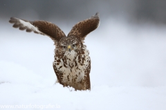 424 Mäusebussard - Buteo buteo