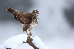 425 Mäusebussard - Buteo buteo