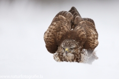 426 Mäusebussard - Buteo buteo