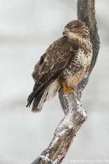 428 Mäusebussard - Buteo buteo