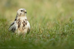 413 Mäusebussard - Buteo buteo