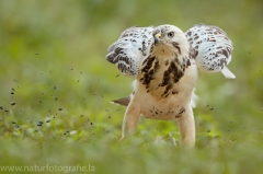 414 Mäusebussard - Buteo buteo