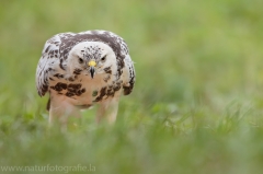 415 Mäusebussard - Buteo buteo