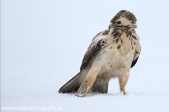 427 Mäusebussard - Buteo buteo