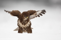 416 Mäusebussard - Buteo buteo