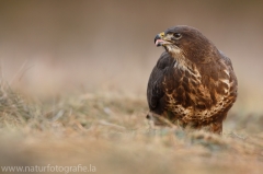 417 Mäusebussard - Buteo buteo