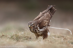 418 Mäusebussard - Buteo buteo