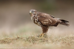 419 Mäusebussard - Buteo buteo