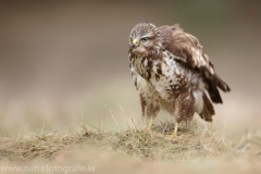 420 Mäusebussard - Buteo buteo