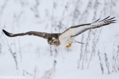 429 Mäusebussard - Buteo buteo