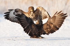 430 Mäusebussard - Buteo buteo