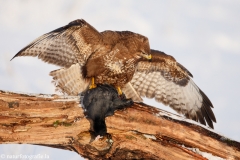 431 Mäusebussard - Buteo buteo