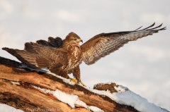 432 Mäusebussard - Buteo buteo