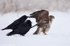 433 Mäusebussard - Buteo buteo