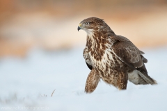 630 Mäusebussard - Buteo buteo