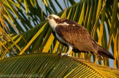 305 Fischadler - Pandion haliaetus