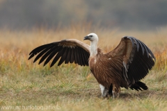 393 Gänsegeier - Gyps fulvus