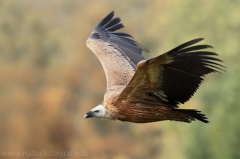 394 Gänsegeier - Gyps fulvus