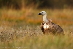 395 Gänsegeier - Gyps fulvus