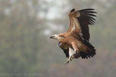 397 Gänsegeier - Gyps fulvus