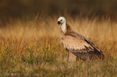 398 Gänsegeier - Gyps fulvus