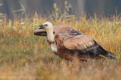 400 Gänsegeier - Gyps fulvus