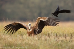 401 Gänsegeier - Gyps fulvus