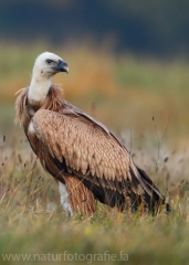 402 Gänsegeier - Gyps fulvus