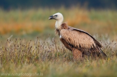 403 Gänsegeier - Gyps fulvus