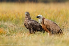 406 Gänsegeier - Gyps fulvus