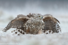 511 Habicht - Accipiter gentilis