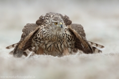 519 Habicht - Accipiter gentilis