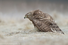 520 Habicht - Accipiter gentilis