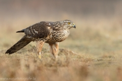 521 Habicht - Accipiter gentilis